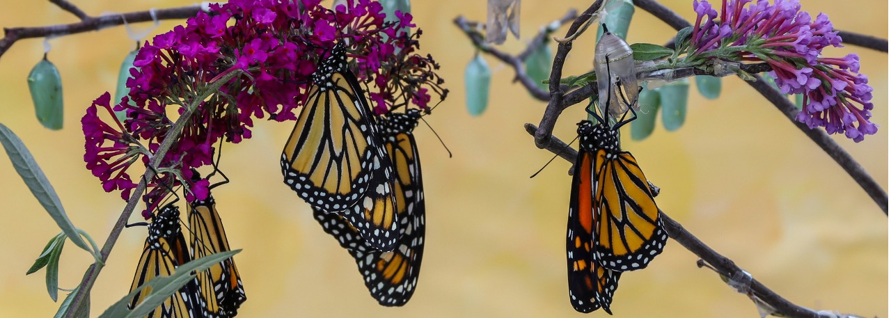 Butterflies in Chrysilis