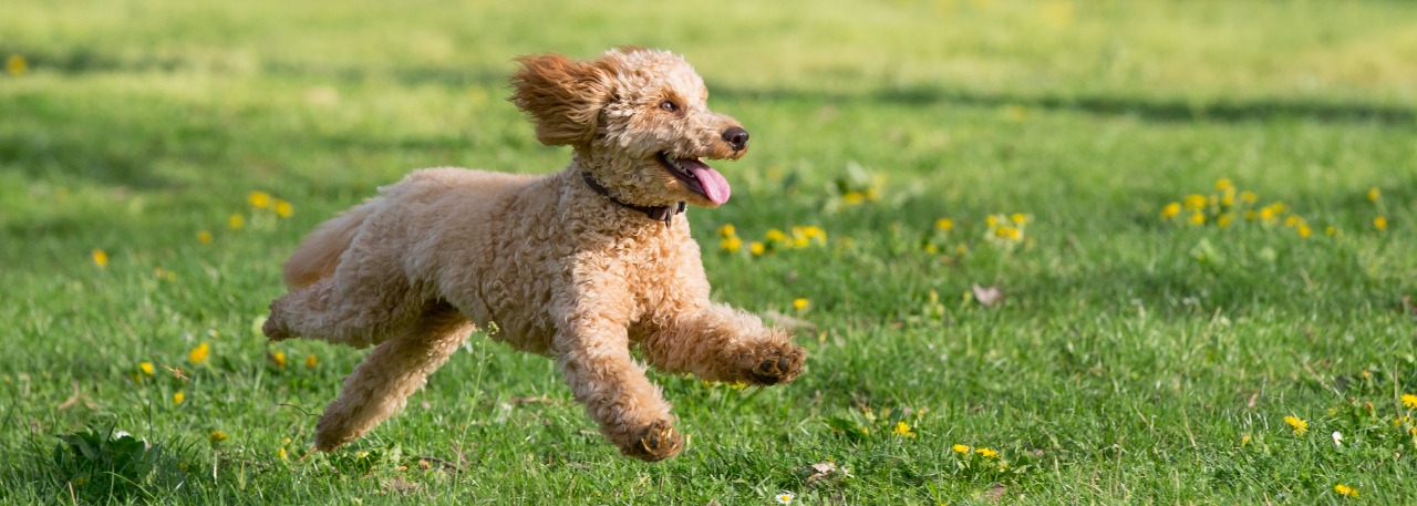 Poodle Running Spring