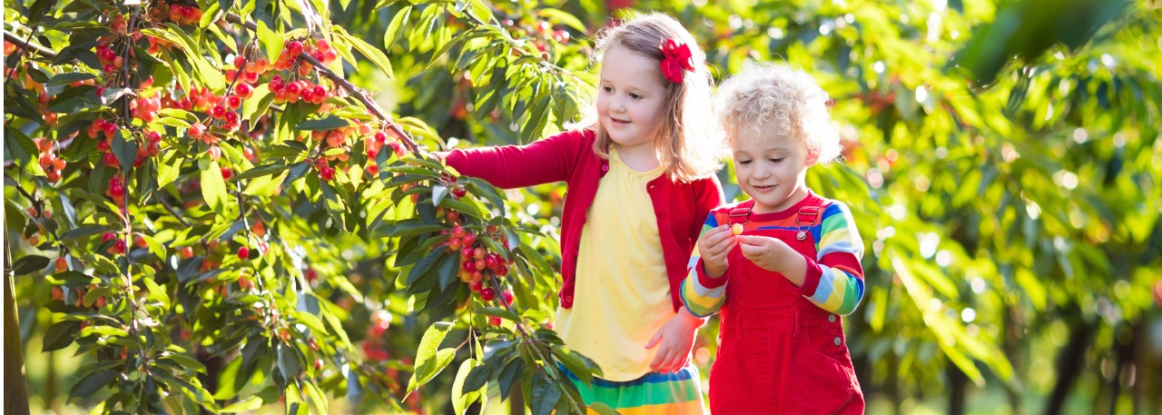 Aug22 Kids Picking Cherries